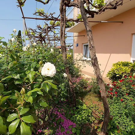 Olea Phasiana * Fažana