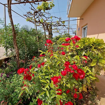 Olea Phasiana * Fažana